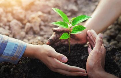 Cẩm nang chăm sóc cây xanh nội thất cho người mới bắt đầu