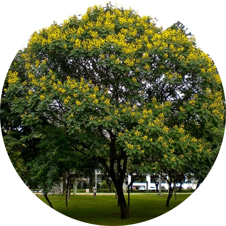 CÂY BÓNG MÁT CÂY TẦM TRUNG