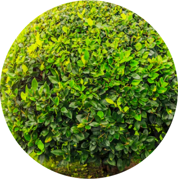 CÂY BÓNG MÁT TRỒNG ĐIỂM NHẤN