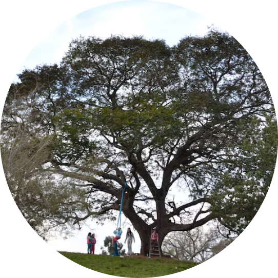 CÂY BÓNG MÁT CÔNG VIÊN