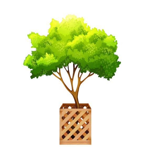 CÂY BÓNG MÁT TRỒNG ĐIỂM NHẤN