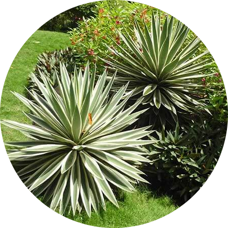 CÂY BỤI CÂY THẢM