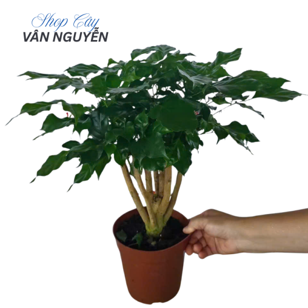 16 Bình Cây Hạnh Phúc