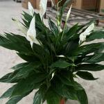 Cây Lan Ý  sỉ Thùng 26 chậu
