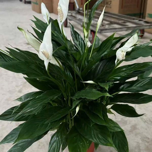 Cây Lan Ý  sỉ Thùng 26 chậu