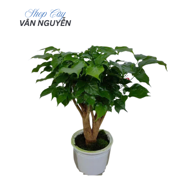 15 Bình Cây Hạnh Phúc