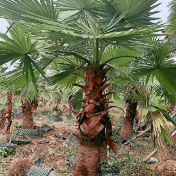 Cọ Mỹ/  Washingtonia filifera (Lind.) H. Wendl