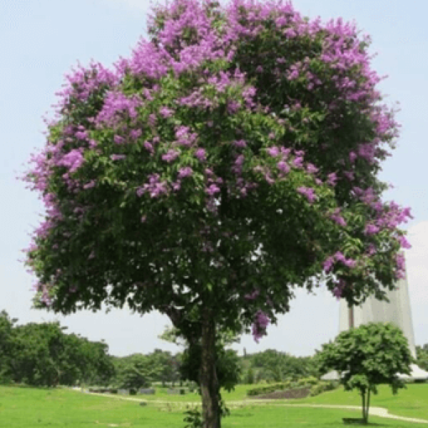 Bằng lăng tím/ Lagerstroemia speciosa (L.) Pers