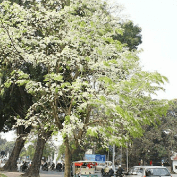 Sưa trắng/ Millettia ichtyochtona Drake