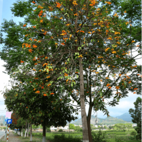 Sang/ Sterculia Lanceolata