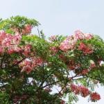 Cây Muồng hoa đào (Cassia javanica)