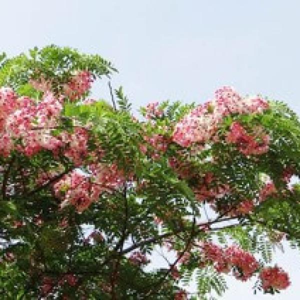 Cây Muồng hoa đào (Cassia javanica)