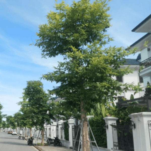 Săng lẻ/ Lagerstroemia tomentosa Presl