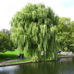 Liễu rủ/ Salix sepulcralis