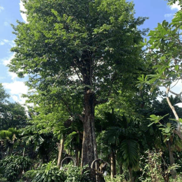 Cây Thị (Diospyros decandra Lour)
