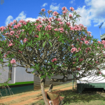 Hoa sứ (Đại hoa đỏ)/ Plumeria