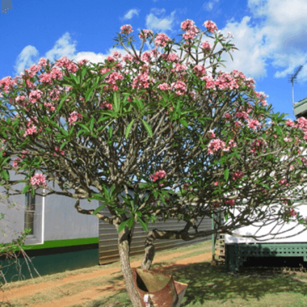 Hoa sứ (Đại hoa đỏ)/ Plumeria