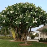 Hoa sứ (Đại hoa trắng)/ Plumeria
