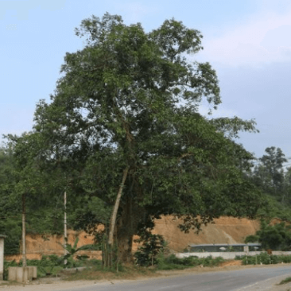 Đa/ Ficus benghalensis