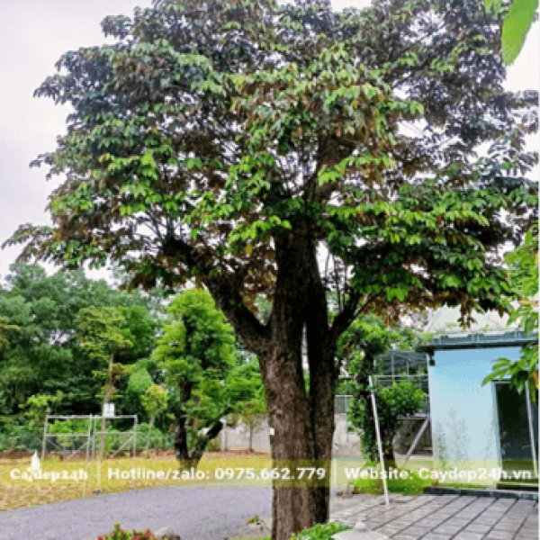 Vũ sữa/ Chrysophyllum cainito L