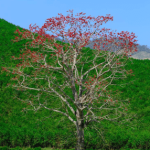 Gạo (hoa đỏ)/ Bombax ceiba