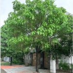 Lộc vừng/ Barringtonia acutangula