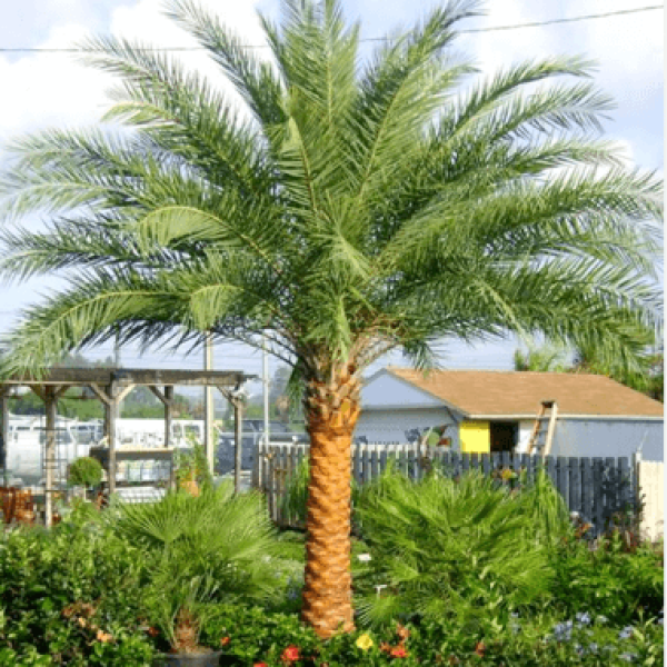 Chà là / Phoenix dactylifera