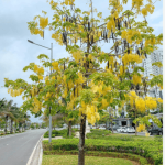 Osaka vàng/ Cassia fistula