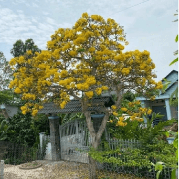 Chuông vàng/ Tabebuia aurea