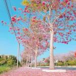 Kèn hồng/ Tabebuia rosea