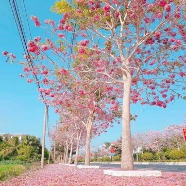 Kèn hồng/ Tabebuia rosea