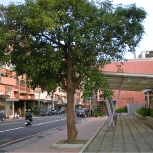 Nhội/ Bischofia javanica Blume