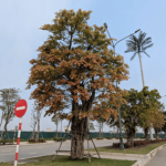 Cây Sộp/ Da/ Ficus subpisocarpa