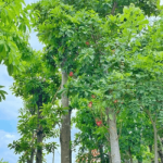 Sala/ Shorea robusta