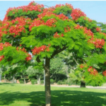 Phượng đỏ/ Delonix regia