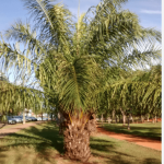 Cọ dầu/ Elaeis guineensis