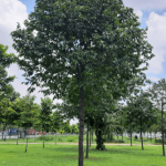 Cây Sao Đen/ Hopea odorata