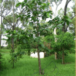 Gáo vàng/ Nauclea orientalis (L.)