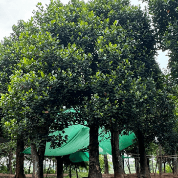 Mít/ Artocarpus heterophyllus