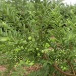 Ổi/ Psidium guajava L