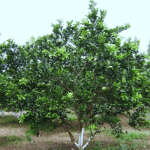 Bưởi/ Citrus × paradisi