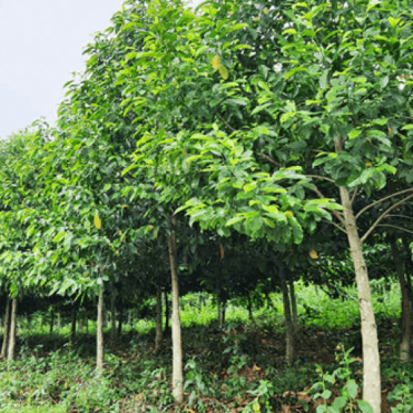 Dổi/ Michelia tonkinensis A. Chev