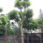 Xoài/ Mangifera indica