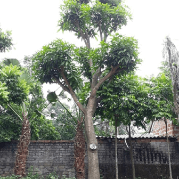 Xoài/ Mangifera indica