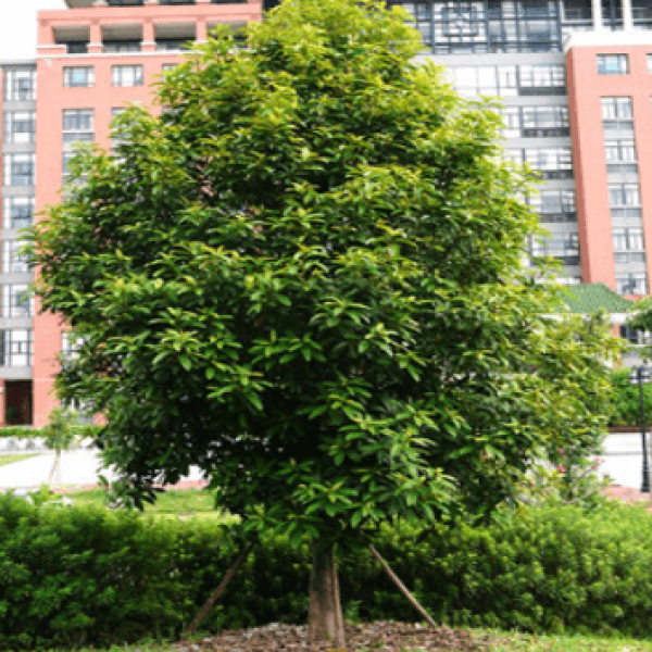 Mỡ/ Manglietia conifera Dandy