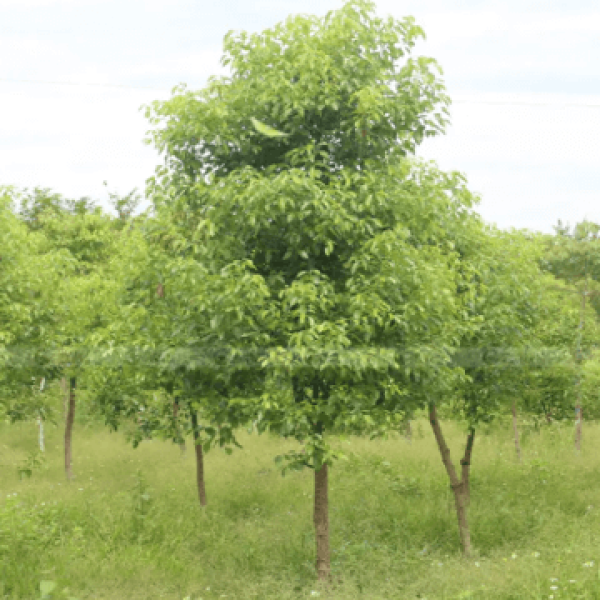 Long não/ Cinnamomum camphora