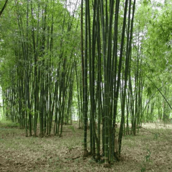 Luồng/ Dendrocalamus barbatus