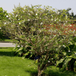 Ngọc bút (lài tây) / Tabernaemontana divaricata