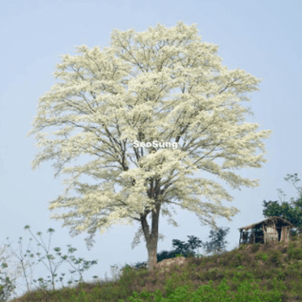 Sưa trắng/ Milletia ichthyocthona