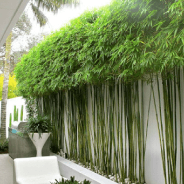 Trúc cần câu/ Phyllostachys aurea